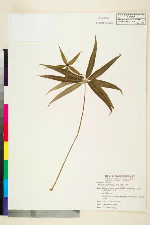 <a href="https://brmas.openmuseum.tw/muse/digi_object/8526a3e1ec027e02af2cb4f3c997ff10" target="_blank">高山七葉一枝花／中央研究院生物多樣性研究博物館植物標本館 (HAST)</a>