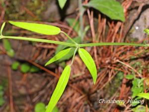 <a href="https://taieol.tw/muse/digi_object/b1cf303245eac639e7f5db8666bd6f11" target="_blank">金劍草／By：chinaberryhuang／iNaturalist</a>