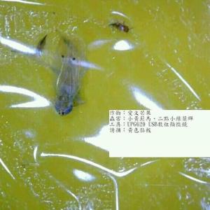 <a href="https://taieol.tw/muse/digi_object/2b3837b374ffe469b4989c4b5027d646" target="_blank">小綠葉蟬／By：ksfish／iNaturalist</a>