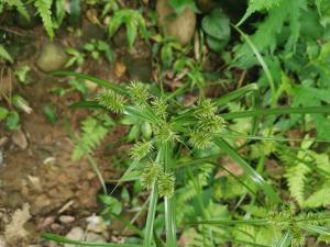 <a href="https://taieol.tw/muse/digi_object/cd0f5c8fe35f98455426a33f62ba1f2e" target="_blank">Cyperus cyperoides／By：enkn／iNaturalist</a>