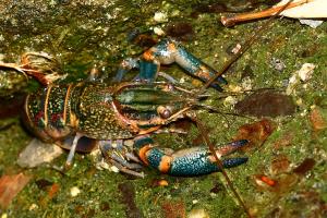 Cherax quadricarinatus (Von Martens, 1868)