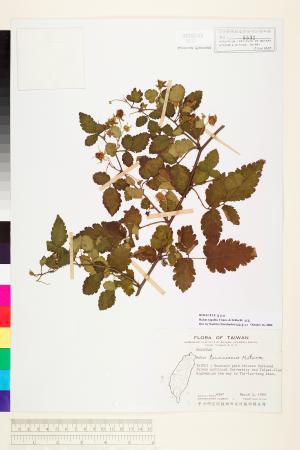 <a href="https://brmas.openmuseum.tw/muse/digi_object/856bb749e1eff3fefe56ec123296b80c" target="_blank">刺莓／中央研究院生物多樣性研究博物館植物標本館 (HAST)</a>
