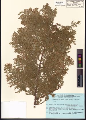 <a href="https://brmas.openmuseum.tw/muse/digi_object/85741730b89d07bceaddfbbc3cd5a774" target="_blank">日本扁柏／中央研究院生物多樣性研究博物館植物標本館 (HAST)</a>