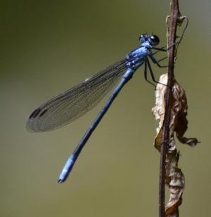 <a href="https://taieol.tw/muse/digi_object/1d9c9a4c866a7e45cbd0d7ef3acf9249" target="_blank">短尾幽蟌／By：aru／iNaturalist</a>