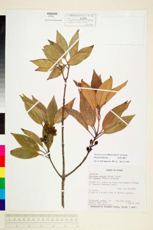 <a href="https://brmas.openmuseum.tw/muse/digi_object/8588507412e48ebd43e8c7737d22f68a" target="_blank">金新木薑子／中央研究院生物多樣性研究博物館植物標本館 (HAST)</a>