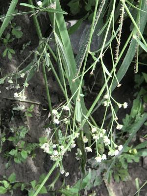 <a href="https://taieol.tw/muse/digi_object/101182cd2f34b2debb46bdbac2f55223" target="_blank">銀膠菊／By：acac／iNaturalist</a>
