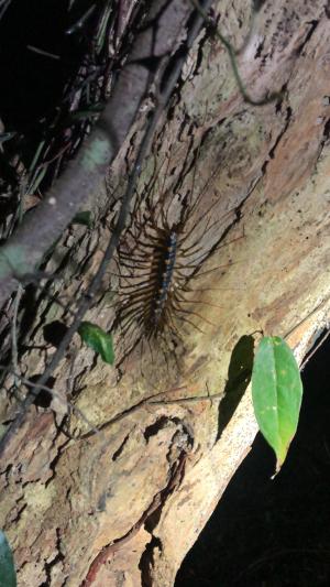 <a href="https://taieol.tw/muse/digi_object/d3356c8b4cd40b3329b4a49b7cc6c330" target="_blank">Thereuopoda clunifera／By：hao_yi／iNaturalist</a>