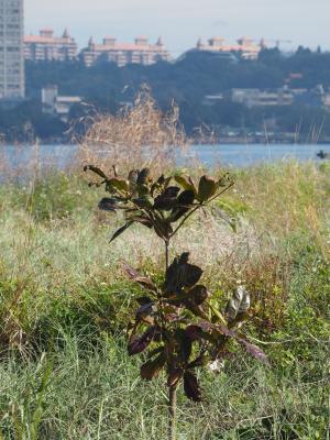 <a href="https://taieol.tw/muse/digi_object/a23d2e69a4edc8fe321c5c098b8b30ab" target="_blank">欖仁／By：leaf0605／iNaturalist</a>