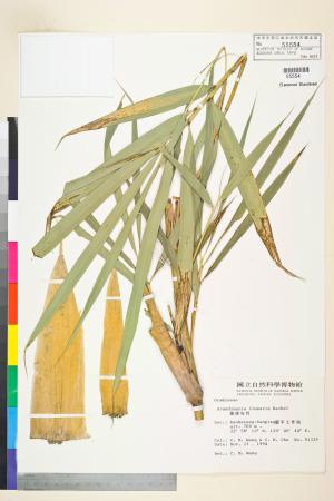 <a href="https://brmas.openmuseum.tw/muse/digi_object/85a882ff6404eacd80d04bd19712294d" target="_blank">琉球矢竹(仰葉竹)／中央研究院生物多樣性研究博物館植物標本館 (HAST)</a>