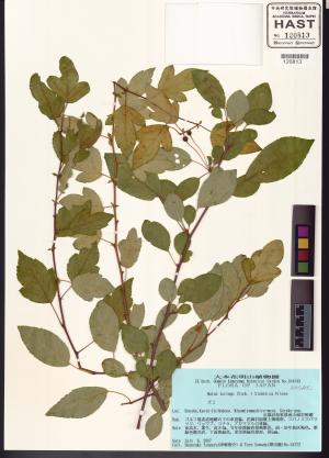 <a href="https://brmas.openmuseum.tw/muse/digi_object/85aee3a18f0323ed18621af50aa44606" target="_blank">蘋果屬／中央研究院生物多樣性研究博物館植物標本館 (HAST)</a>