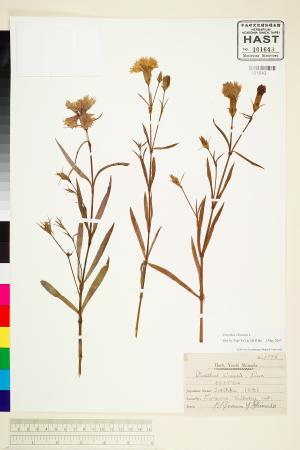 <a href="https://brmas.openmuseum.tw/muse/digi_object/85c3bc7e311fa55edb867e4ee47ba8d4" target="_blank">石竹(洛陽花)／中央研究院生物多樣性研究博物館植物標本館 (HAST)</a>