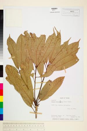 <a href="https://brmas.openmuseum.tw/muse/digi_object/85c79496f733f2c29b57bbb60af13f32" target="_blank">短尾柯／中央研究院生物多樣性研究博物館植物標本館 (HAST)</a>