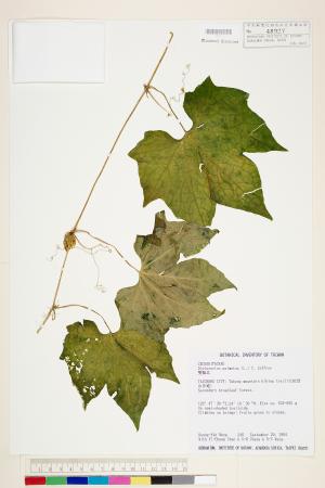 <a href="https://brmas.openmuseum.tw/muse/digi_object/85cf687b80b2166e2518291083ce2498" target="_blank">雙輪瓜／中央研究院生物多樣性研究博物館植物標本館 (HAST)</a>