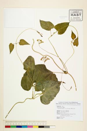 <a href="https://brmas.openmuseum.tw/muse/digi_object/85d75b213331ba3188d6c5002d3a37fa" target="_blank">薄葉牛皮消／中央研究院生物多樣性研究博物館植物標本館 (HAST)</a>