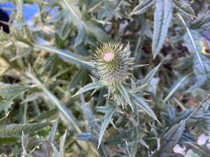 <a href="https://taieol.tw/muse/digi_object/acedf53fb28a4a7610203f9313fa9473" target="_blank">翼薊／By：amandalee543／iNaturalist</a>