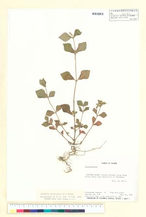 <a href="https://brmas.openmuseum.tw/muse/digi_object/85fceec76e0eaf1920f6c9c1d50bea44" target="_blank">假川牛膝／中央研究院生物多樣性研究博物館植物標本館 (HAST)</a>