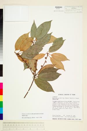 <a href="https://brmas.openmuseum.tw/muse/digi_object/86115db6431d4294544ac2fa5899ee5a" target="_blank">變葉新木薑子／中央研究院生物多樣性研究博物館植物標本館 (HAST)</a>