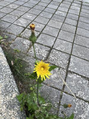 <a href="https://taieol.tw/muse/digi_object/5f457e6055a108bf959efd2e0b718bbf" target="_blank">苦滇菜／By：buggi／iNaturalist</a>