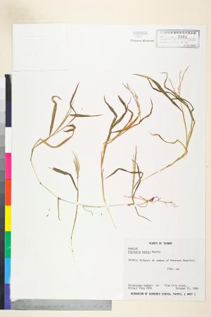 <a href="https://brmas.openmuseum.tw/muse/digi_object/8621c17ad17f1e8d8370bc8f9f3acdd5" target="_blank">亨利馬唐／中央研究院生物多樣性研究博物館植物標本館 (HAST)</a>