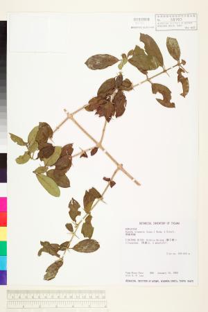 <a href="https://brmas.openmuseum.tw/muse/digi_object/863ddefdae34dd50e70759002d83848d" target="_blank">華茜草樹／中央研究院生物多樣性研究博物館植物標本館 (HAST)</a>