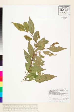 <a href="https://brmas.openmuseum.tw/muse/digi_object/8643a3910f6d645414f65ab33673d49d" target="_blank">賽山椒／中央研究院生物多樣性研究博物館植物標本館 (HAST)</a>