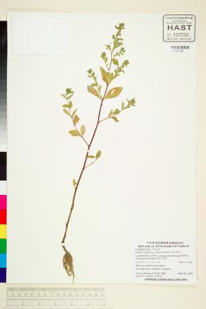 <a href="https://brmas.openmuseum.tw/muse/digi_object/8648d094fdd93d1bbb148d9d410721ec" target="_blank">克非亞草／中央研究院生物多樣性研究博物館植物標本館 (HAST)</a>
