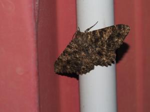<a href="https://taieol.tw/muse/digi_object/1411a0d7e60ddddc53ed41d15b714935" target="_blank">Racotis boarmiaria／By：max822／iNaturalist</a>