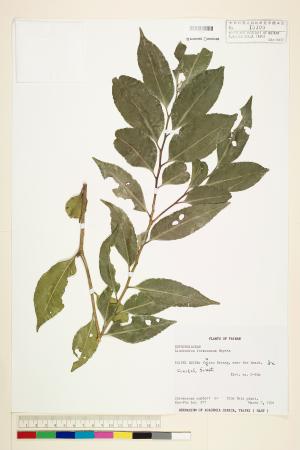 <a href="https://brmas.openmuseum.tw/muse/digi_object/8655fc962aea257f2fbc90ce73929c22" target="_blank">台灣假黃楊／中央研究院生物多樣性研究博物館植物標本館 (HAST)</a>