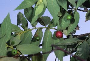 <a href="https://taieol.tw/muse/digi_object/9bd77ba47bb581d6cea79aa0660b6bed" target="_blank">西印度櫻桃／By：陳育賢／臺灣物種名錄(TaiCOL)</a>