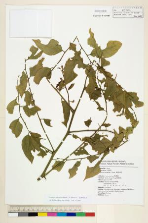 <a href="https://brmas.openmuseum.tw/muse/digi_object/867b9a31e1a37cc2bcef5c5ed49e0fbe" target="_blank">毛瓣蝴蝶木／中央研究院生物多樣性研究博物館植物標本館 (HAST)</a>