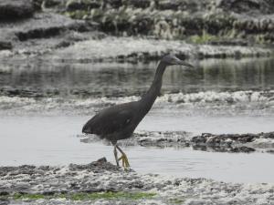 <a href="https://taieol.tw/muse/digi_object/c1692221020a6cdcf00e6164ee721a14" target="_blank">岩鷺／By：eggjim／iNaturalist</a>