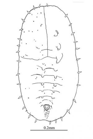 Vasdavidius setiferus  (Quaintance & Baker, 1917)