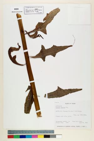 <a href="https://brmas.openmuseum.tw/muse/digi_object/8692ab26dc703ea5682ac98ecae8758e" target="_blank">山苦蕒／中央研究院生物多樣性研究博物館植物標本館 (HAST)</a>