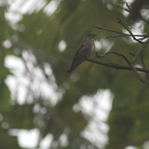 <a href="https://taieol.tw/muse/digi_object/655c3eacd076a7b1bfd2d9addd576093" target="_blank">烏鶲／By：choudavid0／iNaturalist</a>