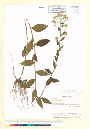 <a href="https://brmas.openmuseum.tw/muse/digi_object/869b33b40ba7ddb33df0bc47ec3d229e" target="_blank">絨山白蘭／中央研究院生物多樣性研究博物館植物標本館 (HAST)</a>