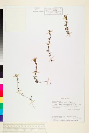 <a href="https://brmas.openmuseum.tw/muse/digi_object/86a29c2573fc3c8ea2ca93c5cdc7491d" target="_blank">太魯閣小米草／中央研究院生物多樣性研究博物館植物標本館 (HAST)</a>