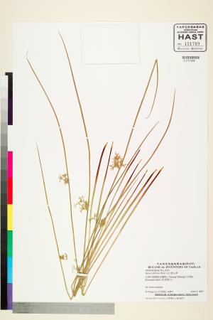 <a href="https://brmas.openmuseum.tw/muse/digi_object/86bb5981269170e94c9cd7216d3fcf52" target="_blank">燈心草／中央研究院生物多樣性研究博物館植物標本館 (HAST)</a>