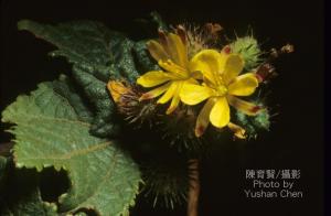 <a href="https://taieol.tw/muse/digi_object/90a4cefa9b20247dac5c77f962046dfc" target="_blank">垂桉草／By：陳育賢／臺灣物種名錄(TaiCOL)</a>