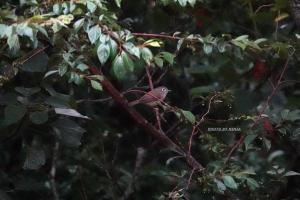 <a href="https://taieol.tw/muse/digi_object/0c85656d895cd6ec4c9a4cd0a3158b6d" target="_blank">繡眼畫眉／By：ninja626／iNaturalist</a>