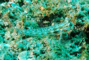 <a href="https://fishdb.sinica.edu.tw/muse/digi_object/f0e6c78ffeff0eb29e248c7996f7c5ae" target="_blank">Gnatholepis cauerensis@fishdb-media-9052／蔡正一</a>