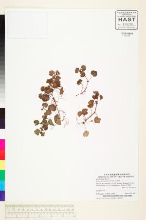<a href="https://brmas.openmuseum.tw/muse/digi_object/86f71e93010869d9d10a1a110e856a3d" target="_blank">乞食碗／中央研究院生物多樣性研究博物館植物標本館 (HAST)</a>