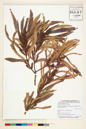 <a href="https://brmas.openmuseum.tw/muse/digi_object/86fbcbdbbd452bd86ad2a4b8a07899cd" target="_blank">水楊梅／中央研究院生物多樣性研究博物館植物標本館 (HAST)</a>