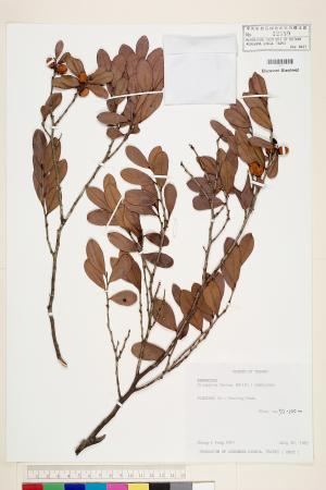 <a href="https://brmas.openmuseum.tw/muse/digi_object/871111e8c24fd6643bd50d3a3f49a60c" target="_blank">象牙柿(烏皮石柃、象牙樹)／中央研究院生物多樣性研究博物館植物標本館 (HAST)</a>