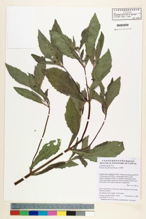 <a href="https://brmas.openmuseum.tw/muse/digi_object/8718e4ab9dd7e385db7e6b592f864899" target="_blank">毛鱧腸／中央研究院生物多樣性研究博物館植物標本館 (HAST)</a>