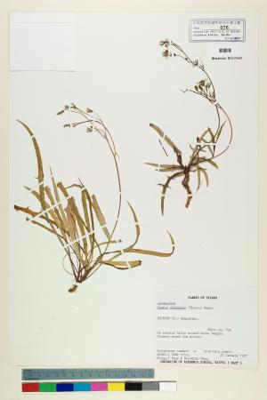 <a href="https://brmas.openmuseum.tw/muse/digi_object/8742047ba97d16e2037e863bd30dadfb" target="_blank">兔仔菜／中央研究院生物多樣性研究博物館植物標本館 (HAST)</a>