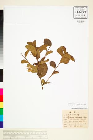 <a href="https://brmas.openmuseum.tw/muse/digi_object/875e244d7a893ee3356ccc3ad2fef0fb" target="_blank">灰木／中央研究院生物多樣性研究博物館植物標本館 (HAST)</a>
