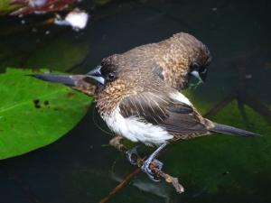 <a href="https://taieol.tw/muse/digi_object/2d5d7a50a75835f493319722d1244d80" target="_blank">白腰文鳥／By：kenghung／iNaturalist</a>