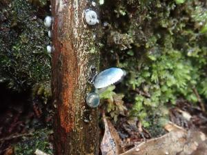 Mycena interrupta(炫藍小菇)