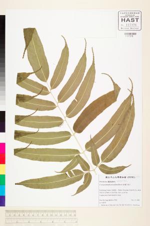 <a href="https://brmas.openmuseum.tw/muse/digi_object/878ad0c3393e94b12afaab2b97df95e0" target="_blank">華鳳了蕨／中央研究院生物多樣性研究博物館植物標本館 (HAST)</a>