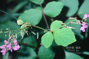 <a href="https://taieol.tw/muse/digi_object/3049f8dd60ea2091ddf815306b49ab14" target="_blank">波葉山螞蝗／By：陳育賢／臺灣物種名錄(TaiCOL)</a>